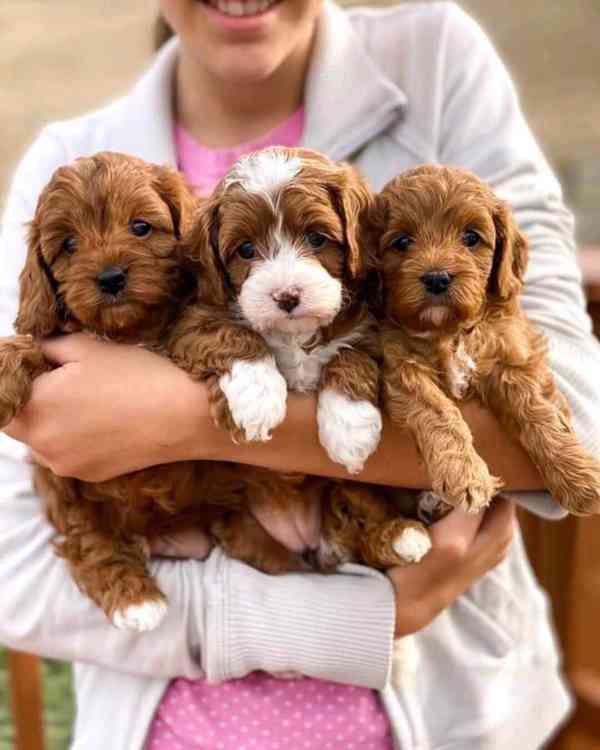 Cavapoo Pupspie k dispozici - foto 1