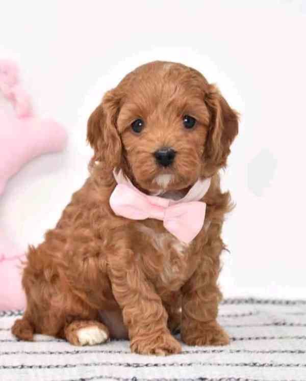 Cavapoo Pupspie k dispozici - foto 2