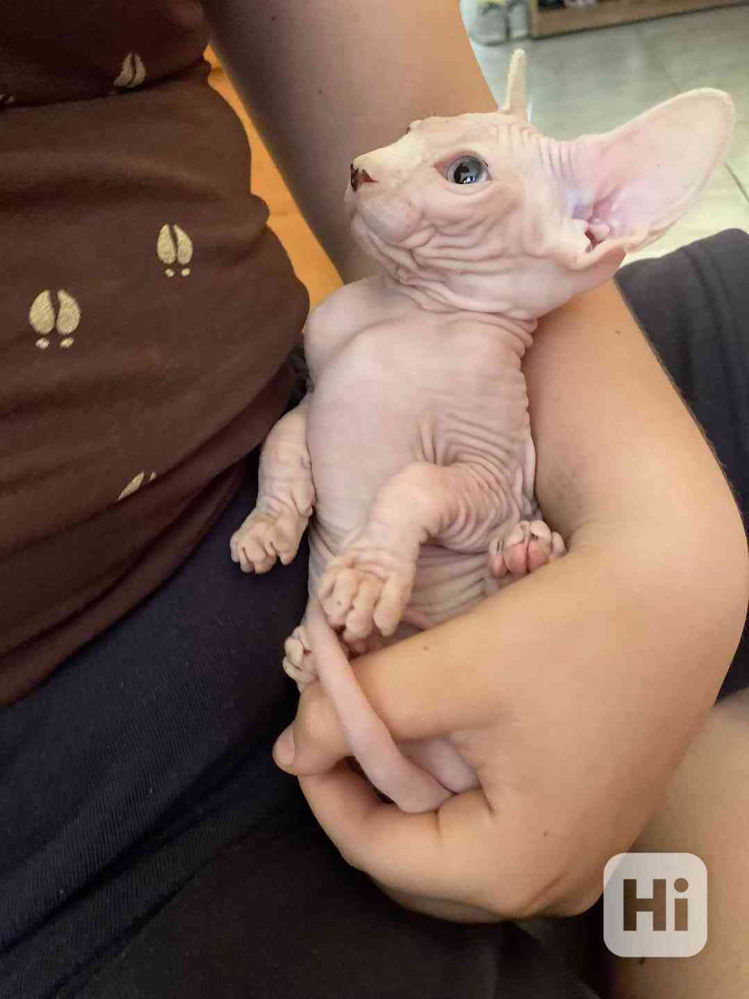 SPHYNX koťátka bez PP - foto 1