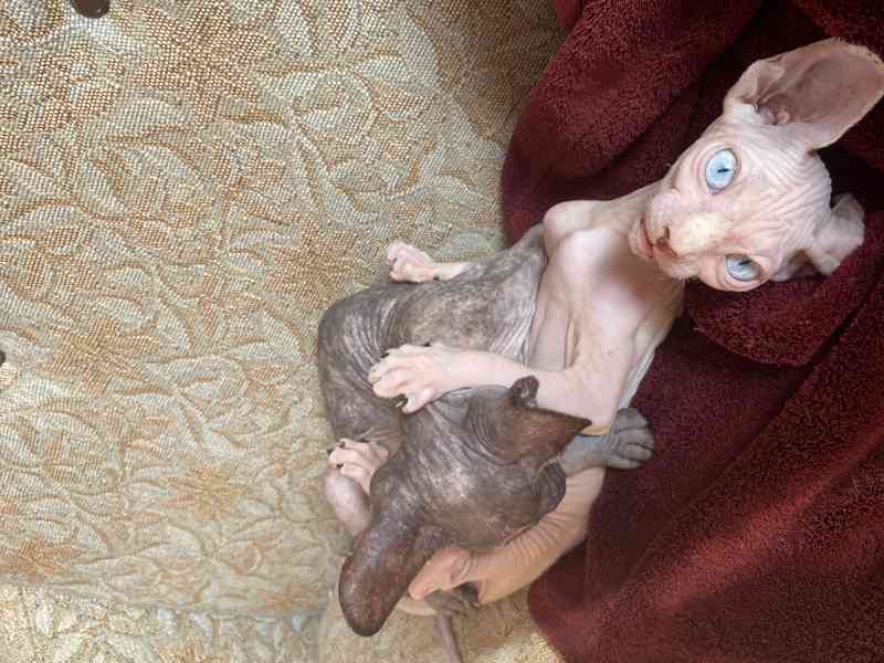 SPHYNX koťátka bez PP - foto 6
