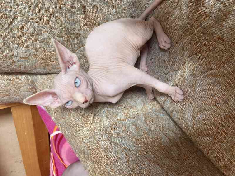 SPHYNX koťátka bez PP - foto 5
