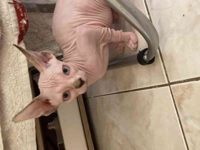 SPHYNX koťátka bez PP - foto 2
