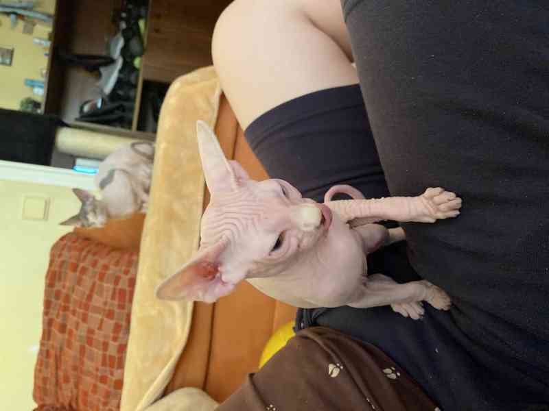 SPHYNX koťátka bez PP - foto 3