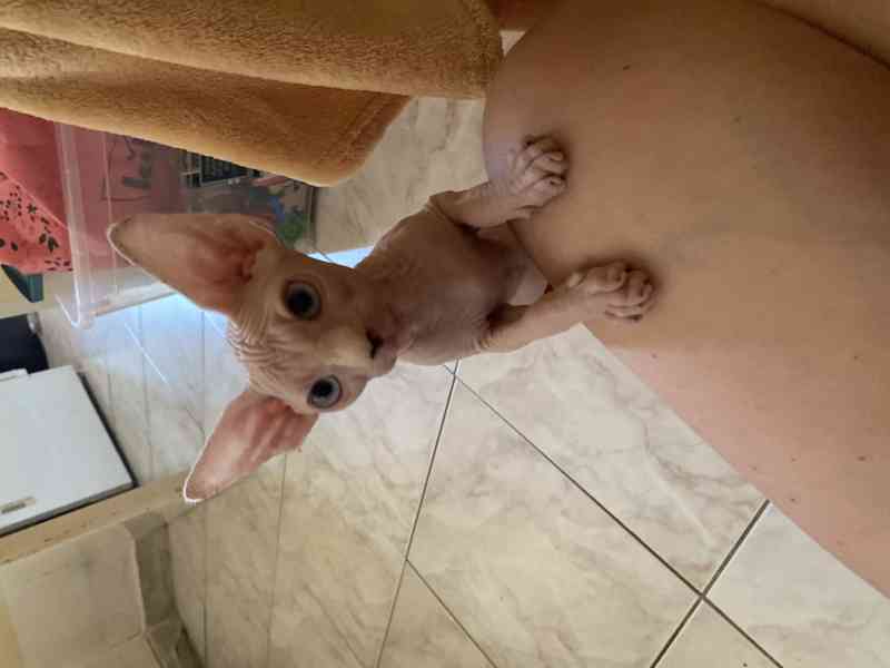 SPHYNX koťátka bez PP - foto 4