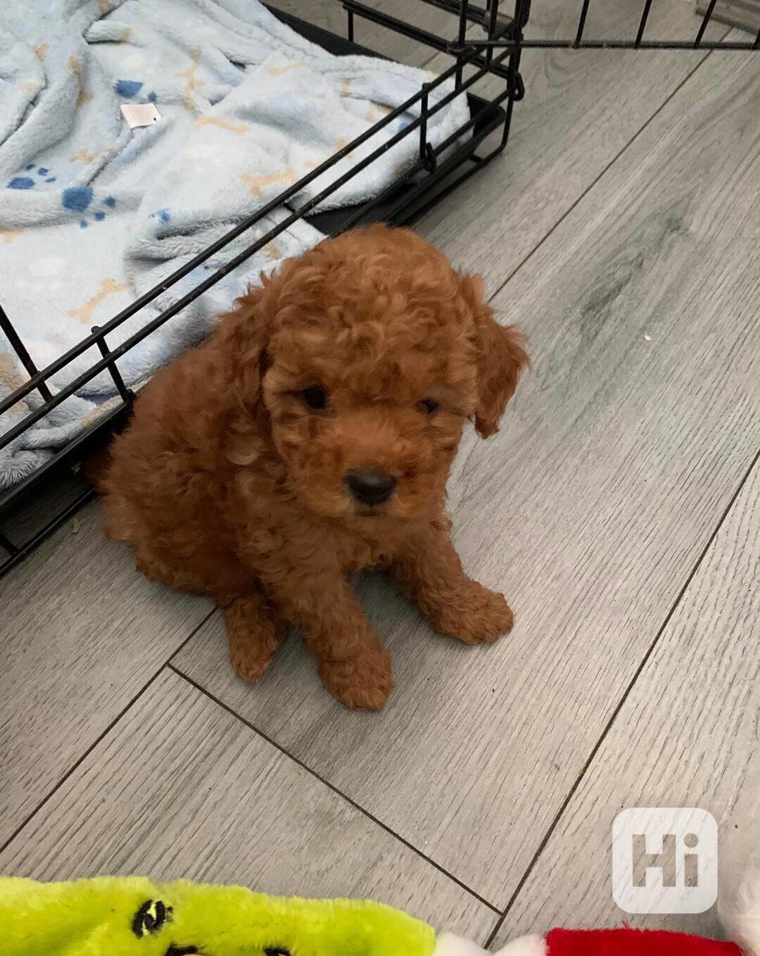 Toy pudlové, zbývá 1 malá plyšová holčička, vezměte si ji hn - foto 1