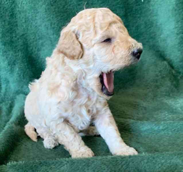 Toy pudlové, zbývá 1 malá plyšová holčička, vezměte si ji hn - foto 3