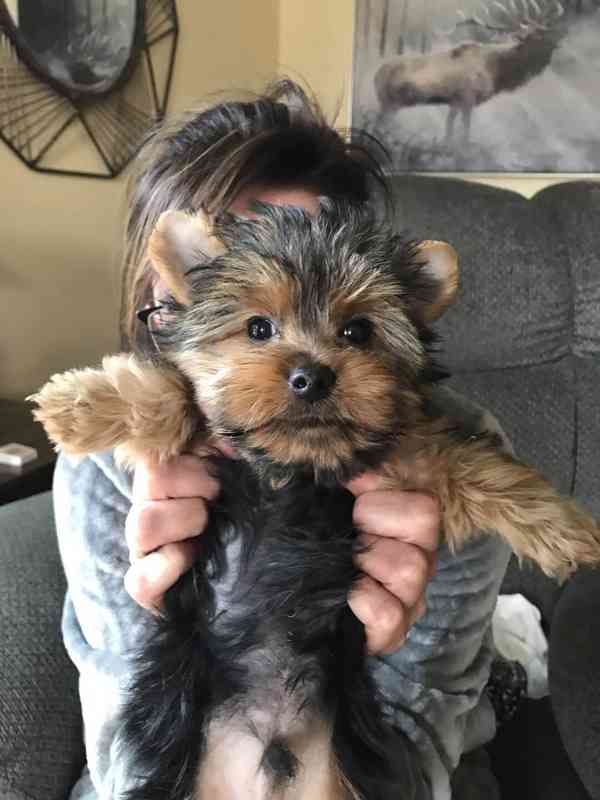 Rozkošná štěňátka jorkšírského teriéra