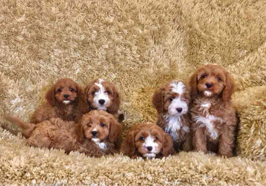 Štěňata pudla k adopci - foto 1