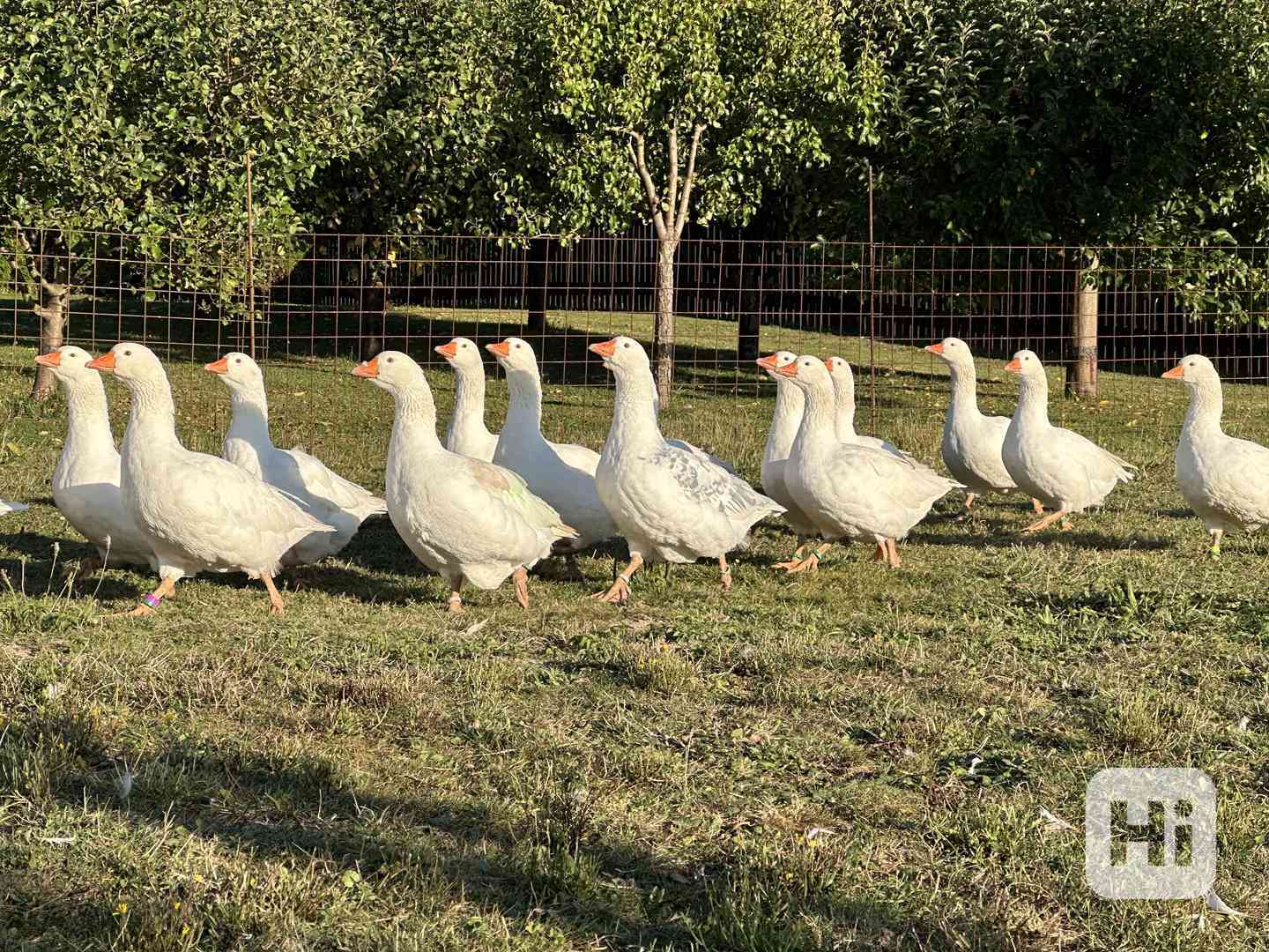 Husa česká - foto 1