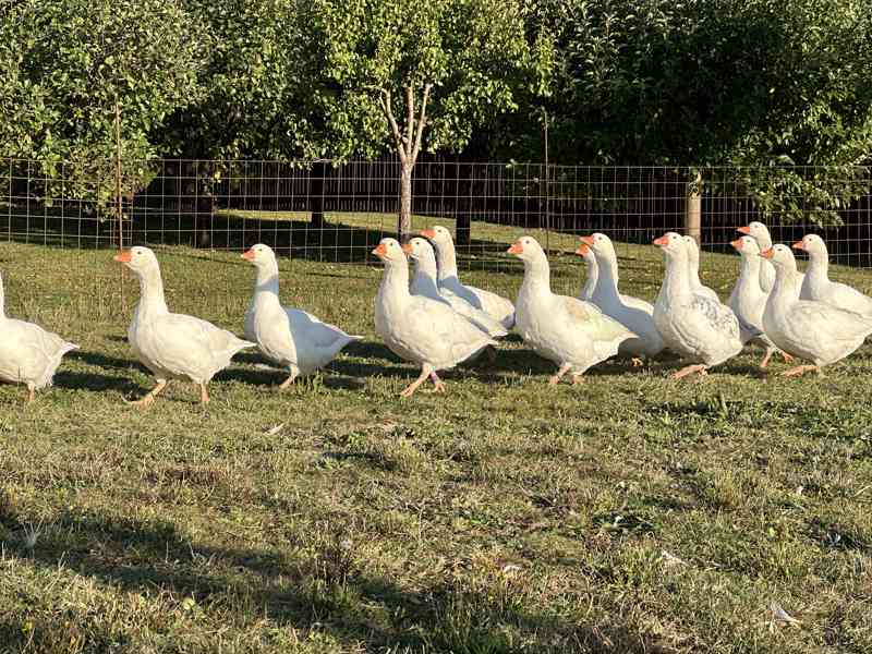 Husa česká - foto 2