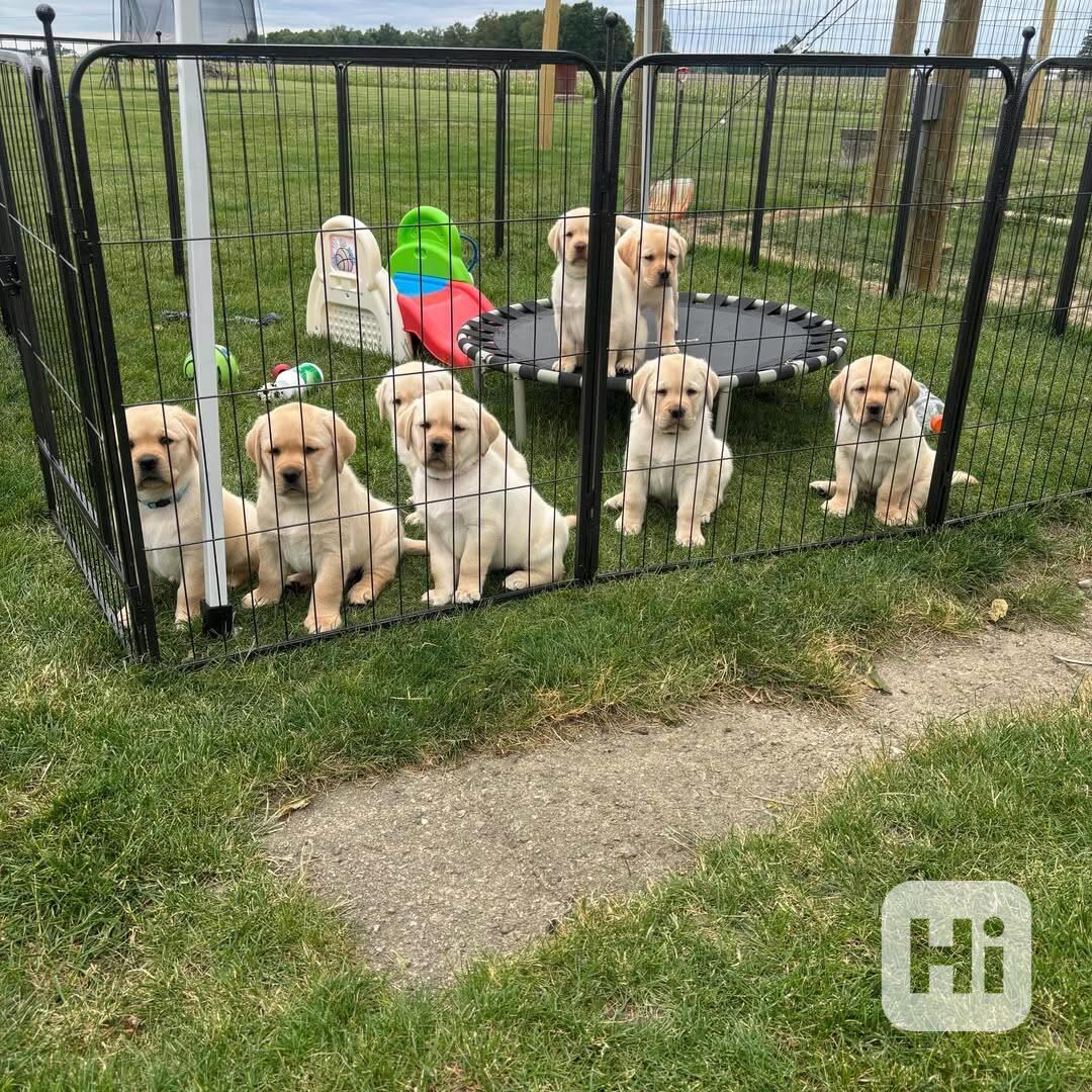 🐾 Štěňata krémového labradora na prodej 🐾 - foto 1