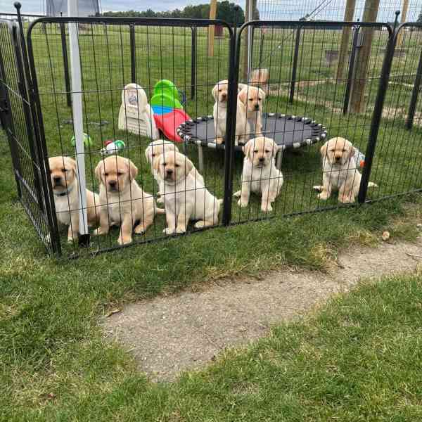 🐾 Štěňata krémového labradora na prodej 🐾 - foto 1