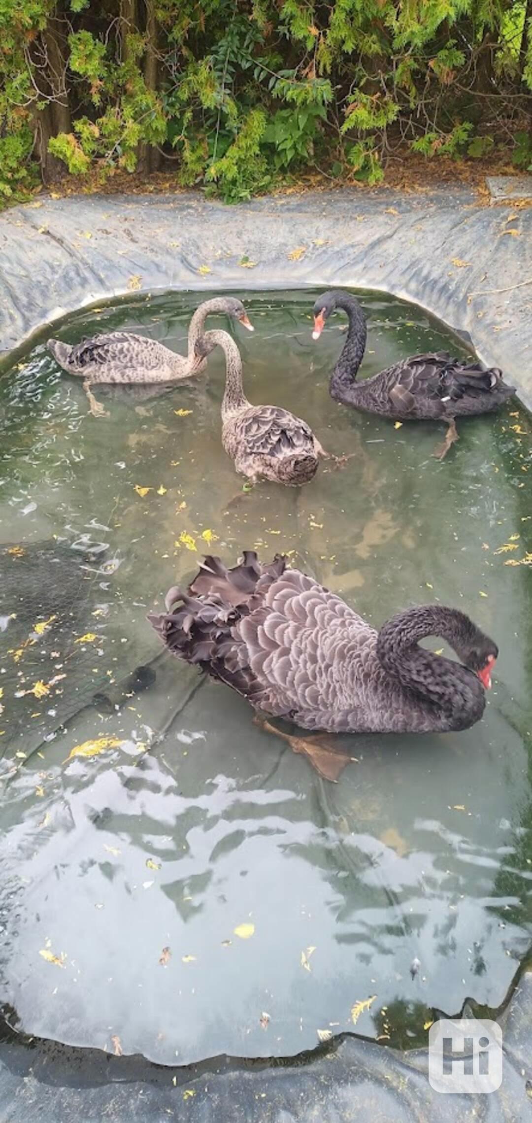 Labuť černá 1.0. - foto 1