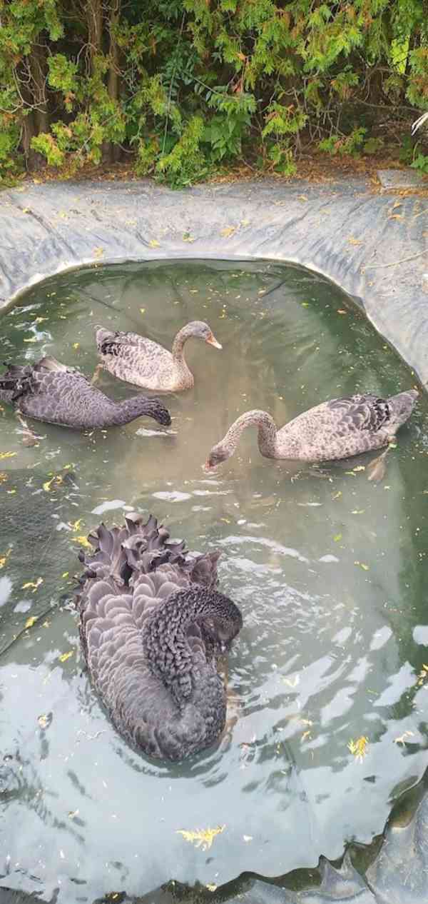 Labuť černá 1.0. - foto 2