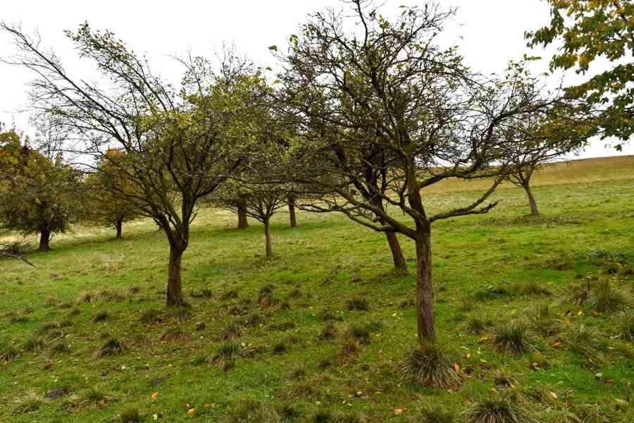 Janov - zemědělská usedlost se stodolou a pozemky 11 612 m2 - foto 8