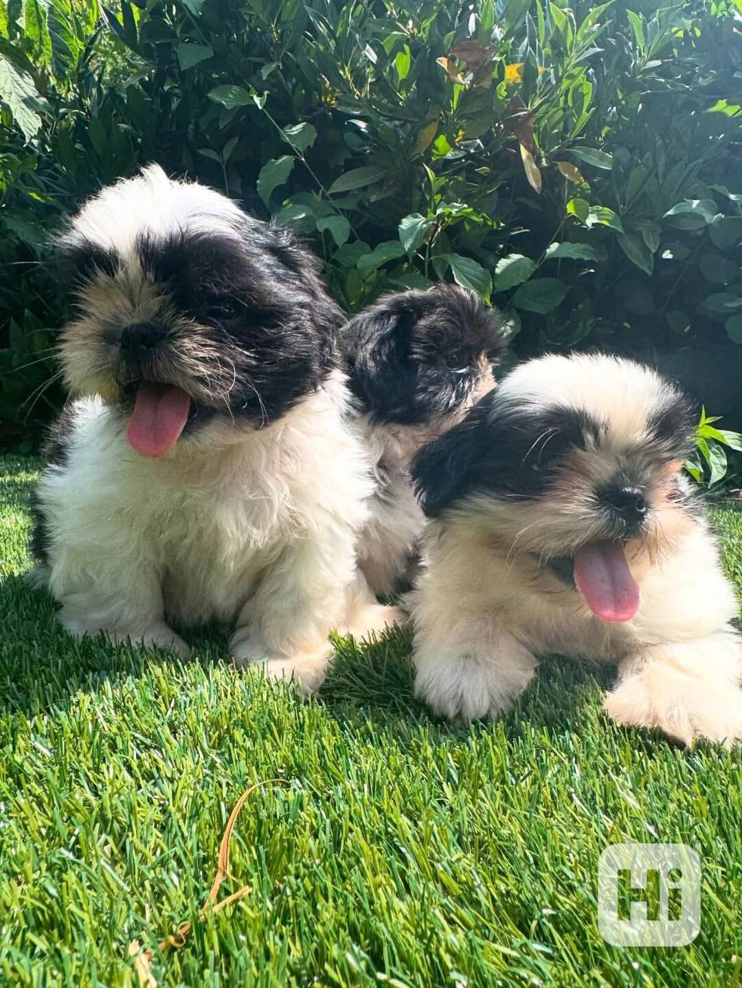 🏡🐶 Štěňata Shih Tzu vycvičená doma - foto 1