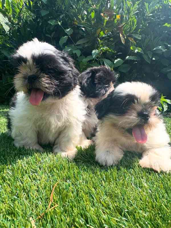 🏡🐶 Štěňata Shih Tzu vycvičená doma - foto 1