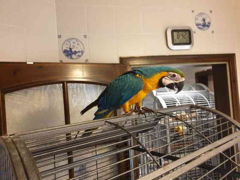 Pár modrých a zlatých papoušků ara připravených k použití