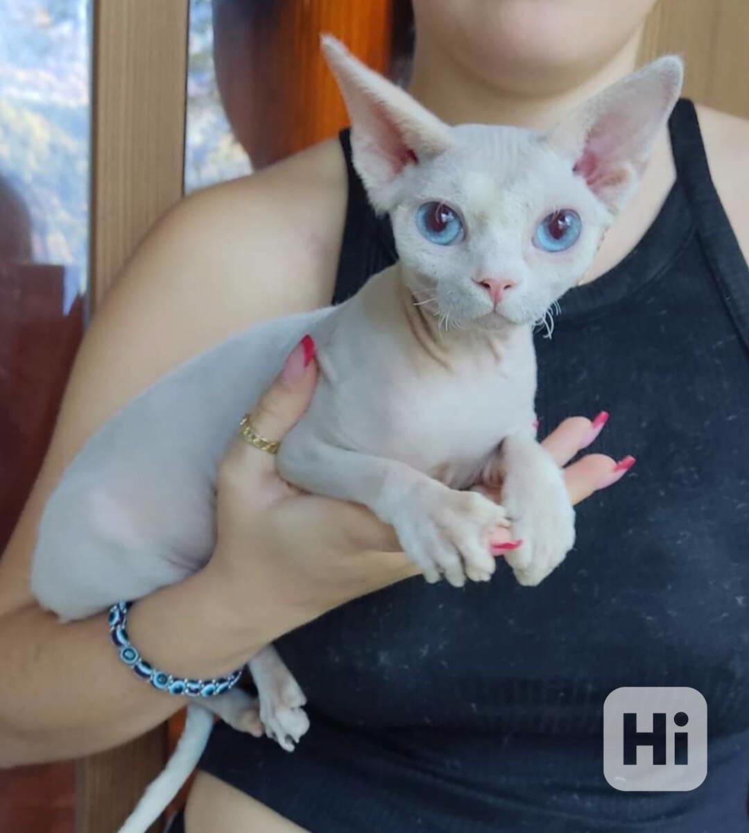 Krásná koťátka sphynxe s pp - foto 1