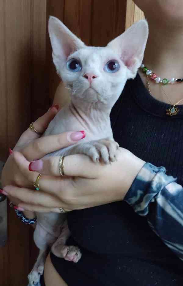 Krásná koťátka sphynxe s pp - foto 2