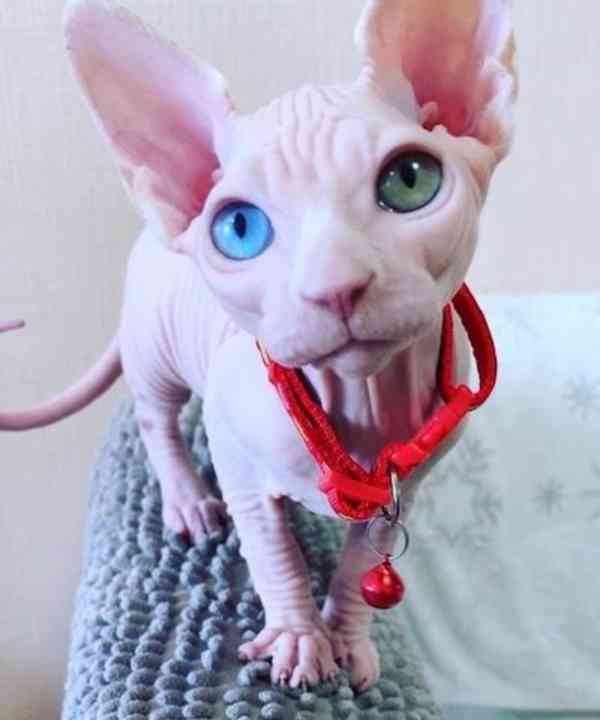 Krásná koťátka sphynxe s pp - foto 3