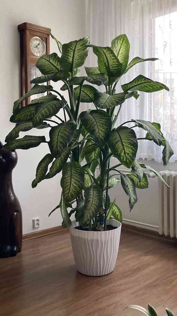 Prodám DIFENBACHII - foto 2