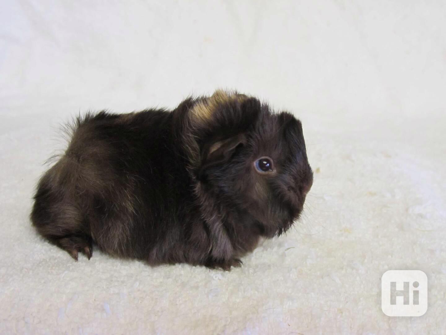 Morčata peruánec - foto 1