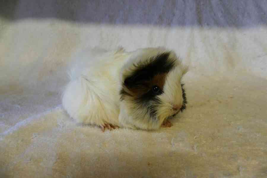 Morčata peruánec - foto 9