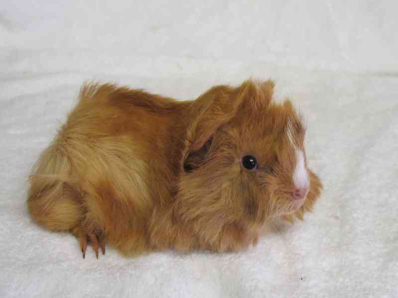 Morčata peruánec - foto 8