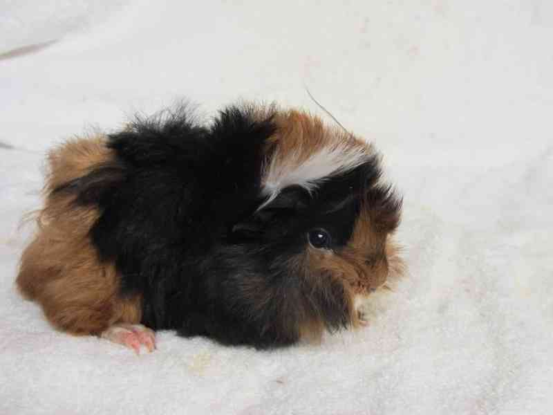 Morčata peruánec - foto 5