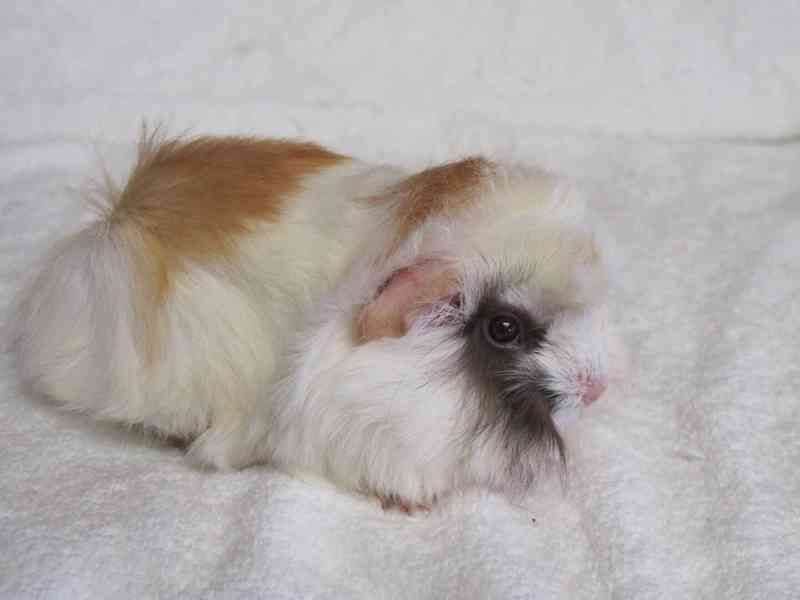 Morčata peruánec - foto 7