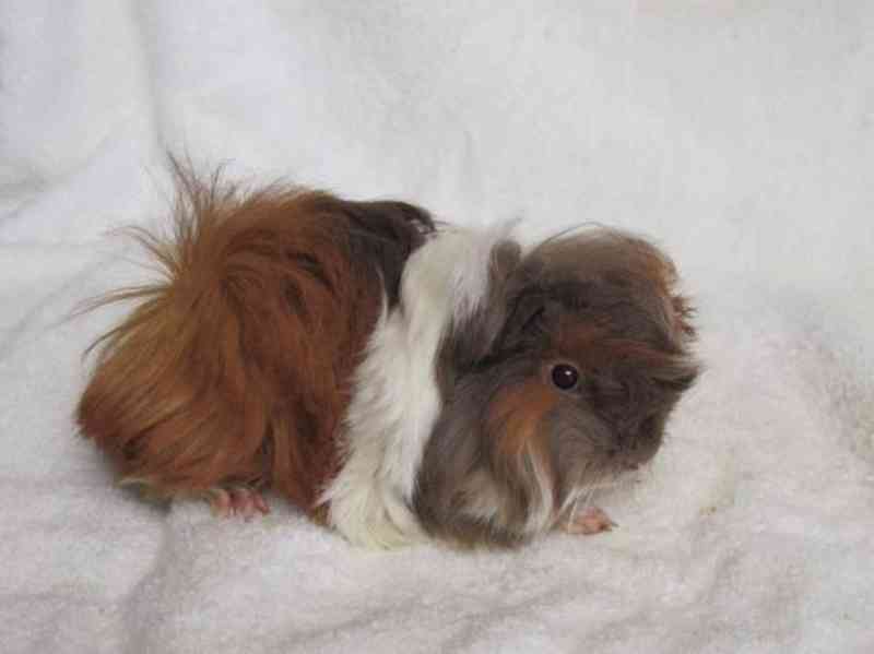 Morčata peruánec - foto 2