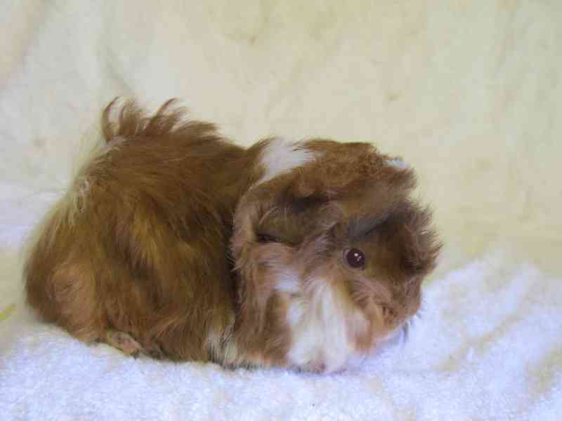 Morčata peruánec - foto 3