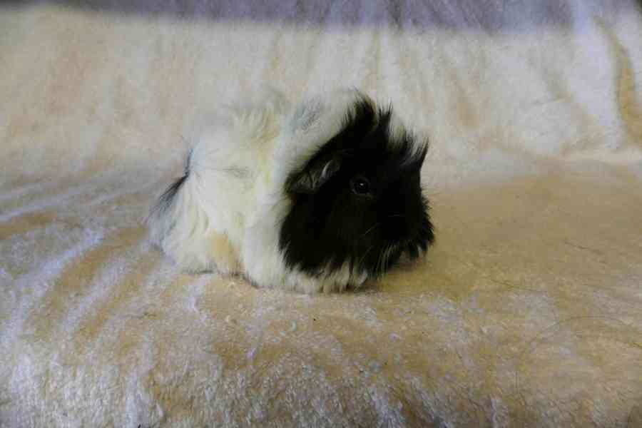 Morčata peruánec - foto 10