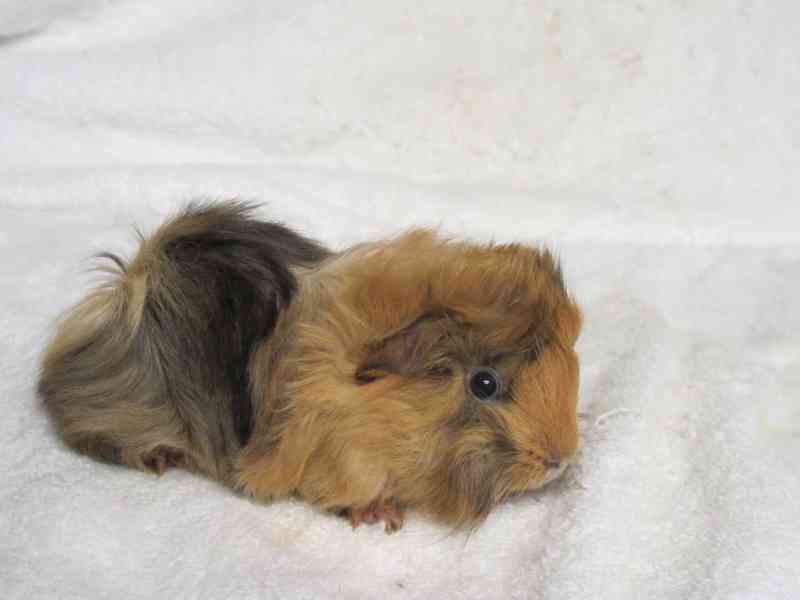 Morčata peruánec - foto 4