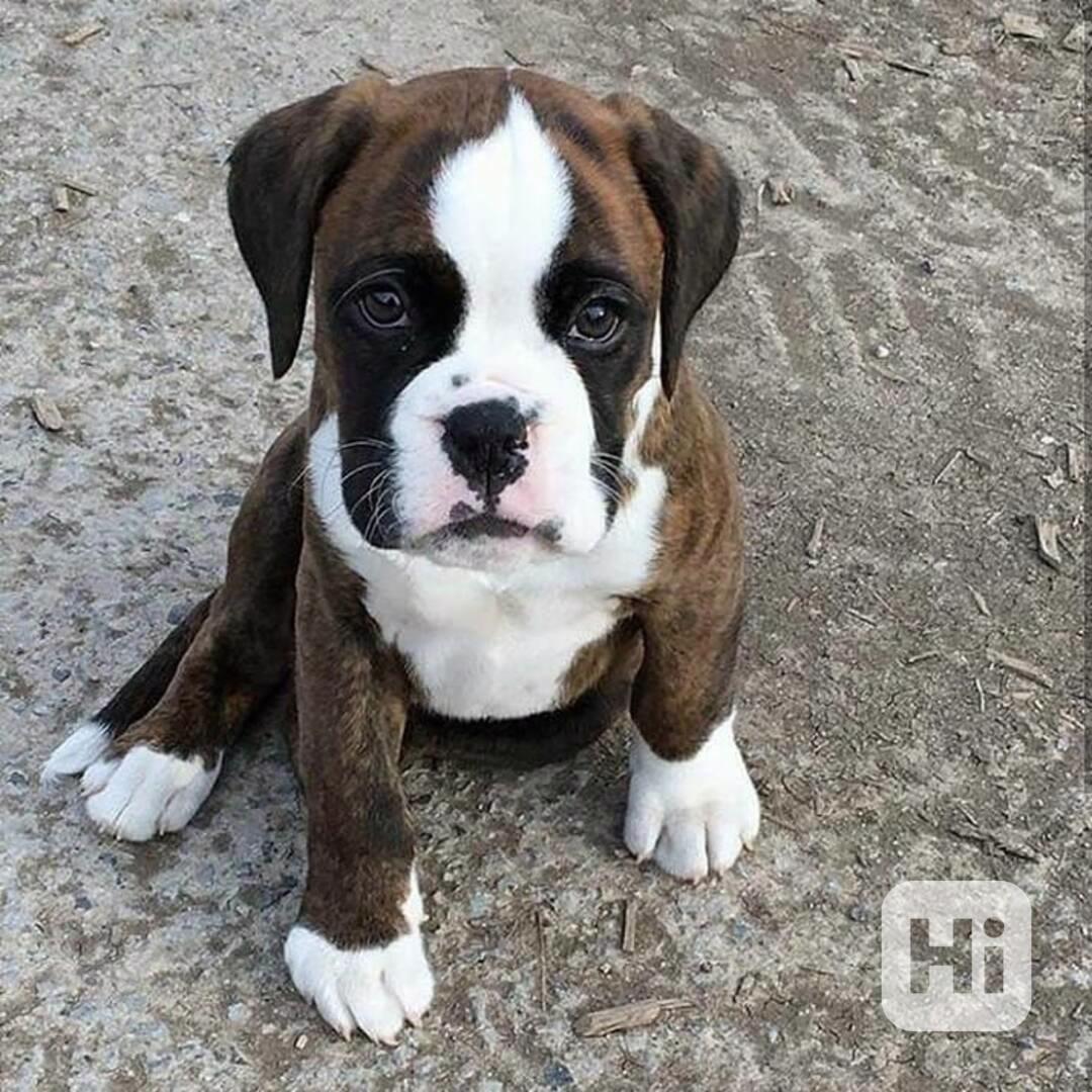 Štěňata boxera k adopci zdarma nyní s pp   - foto 1