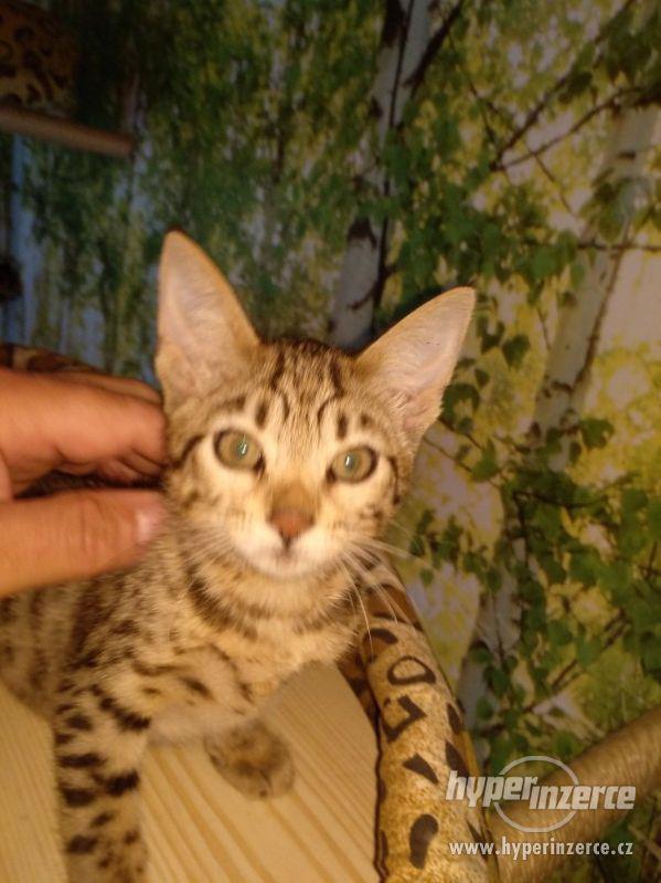 Savanová koťátka s PP  - SBT savannah k okamžitému odběru - foto 5