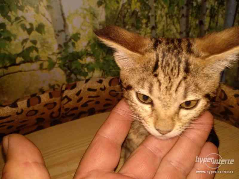 Savanová koťátka s PP  - SBT savannah k okamžitému odběru - foto 8