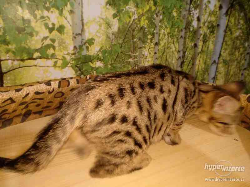 Savanová koťátka s PP  - SBT savannah k okamžitému odběru - foto 9