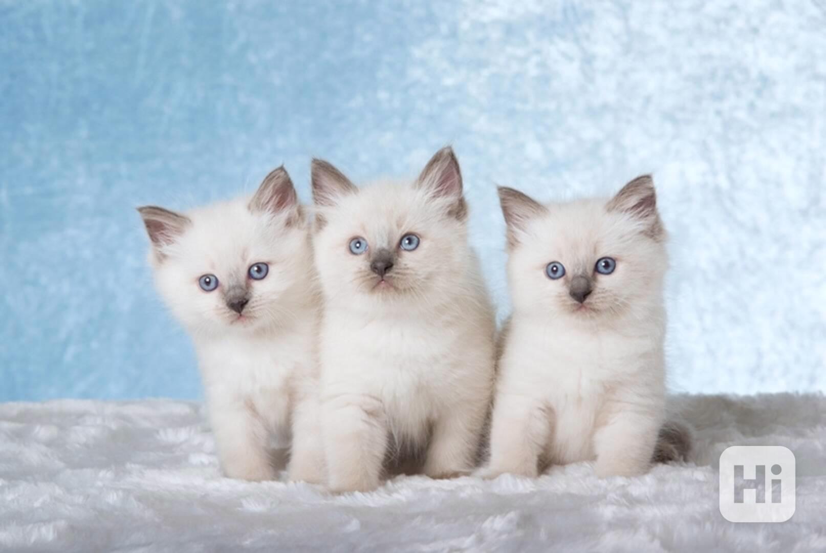 Ragdoll koťátka připravená k adopci - foto 1