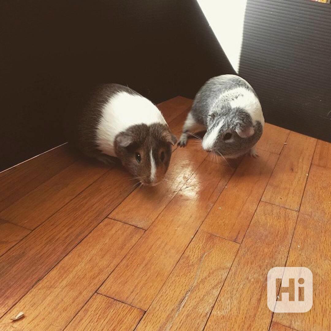 K prodeji jsou krásná morčata  - foto 1