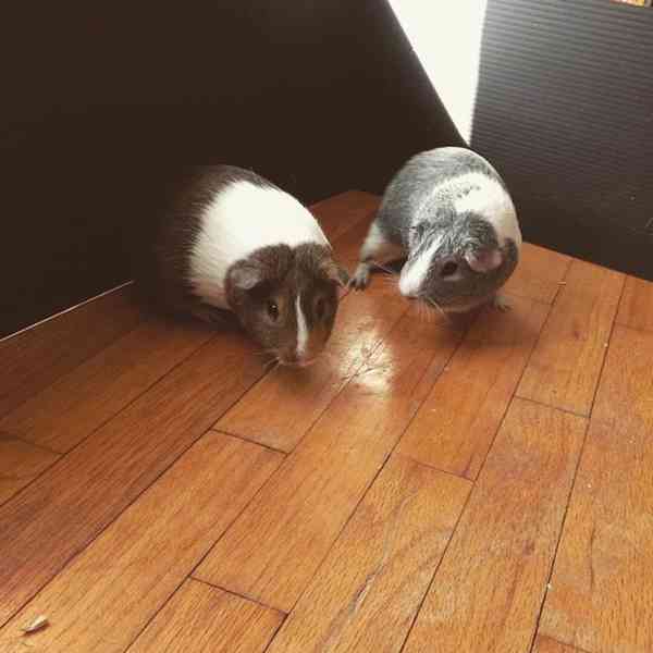 K prodeji jsou krásná morčata 