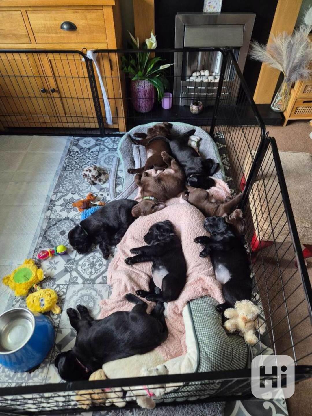 štěňátka Labradorský retrívr - foto 1