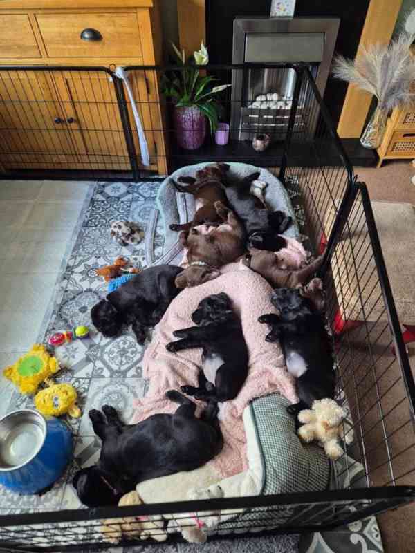 štěňátka Labradorský retrívr