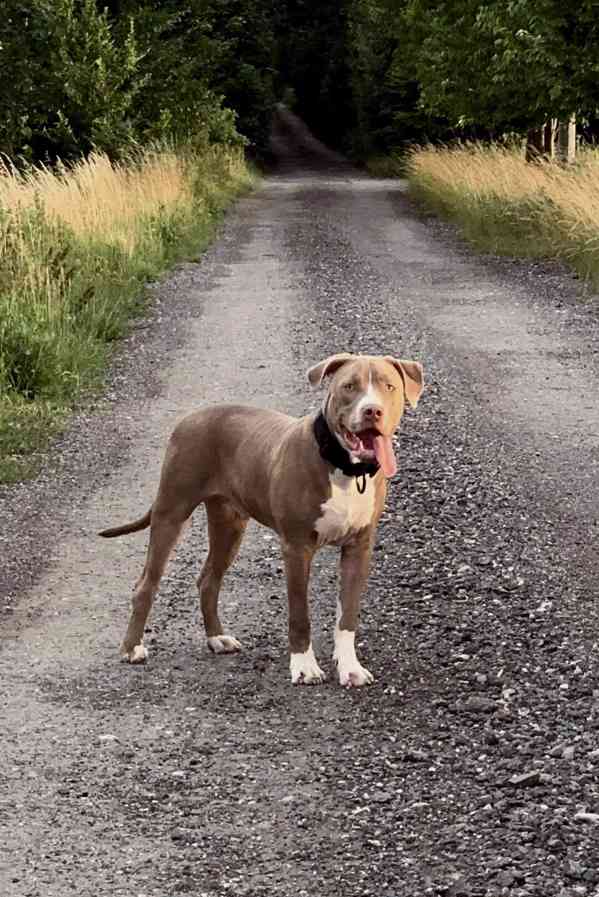 Nabídka krytí pro feny typu Bull - foto 3