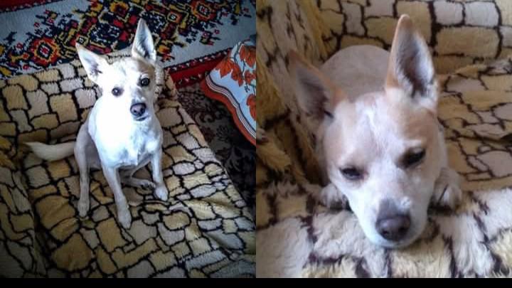 Darují psa - foto 10