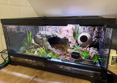 Samec a samice krokodýlích scinků červeno Na prodej okých - foto 2