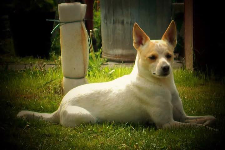 Darují psa - foto 3