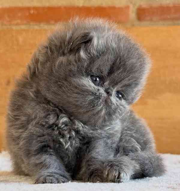 Perská kočka  - foto 5