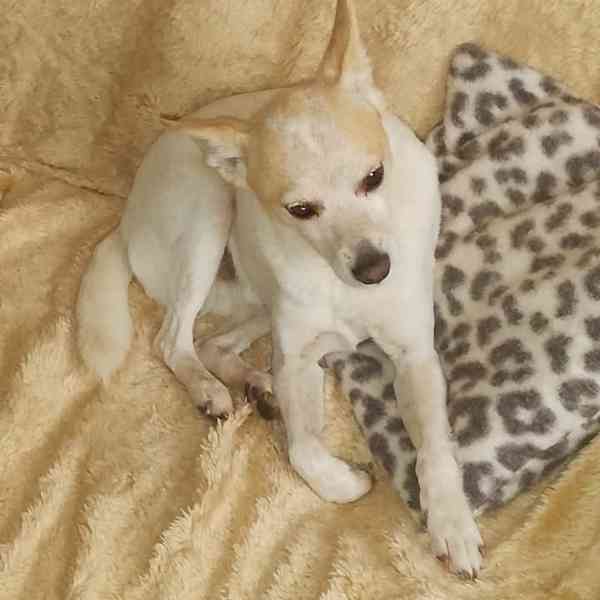 Darují psa - foto 7